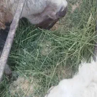 بره بومی پروار شده|حیوانات مزرعه|حمیدیا, |دیوار