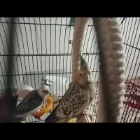 عروس هلندی مولد|پرنده|تهران, باغ فیض|دیوار