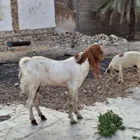 دو پازن پا کستانی ویک بز درجه یک آدرس کاکی|حیوانات مزرعه|بوشهر, |دیوار