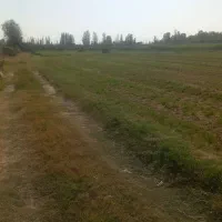 یونچه پرسی