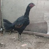 لاری مرغ