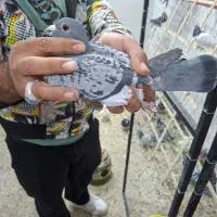 کفتر پلاکی جدید رسید