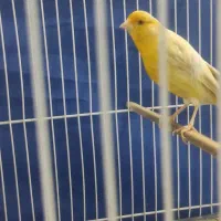 قناری زیتونی نر مست دهن سهره|پرنده|مشهد, تلگرد|دیوار