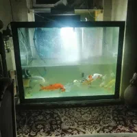 ماهی کوی و آکواریوم