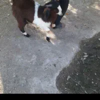 فروش گوسفند نری برا نگهداری