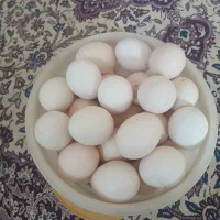 تخم مرغ محلی نطفه دار ضمانتی