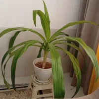 گل ذرتی شاداب وسرحال