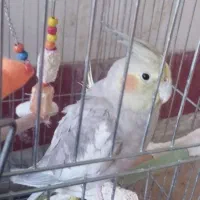 عروس هلندی|پرنده|پاوه, |دیوار