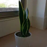 گل.