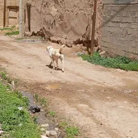 سگ عالی|سگ|باروق, |دیوار