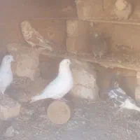 کبوتر پرشی|پرنده|خزل, |دیوار
