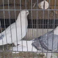 فروش 2 کبوتر نر