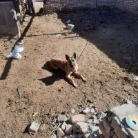 سگ مالینویز|سگ|خوسف, |دیوار