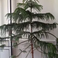 گل،
