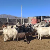 بز کردی مهابادی اصل|حیوانات مزرعه|بسطام, |دیوار