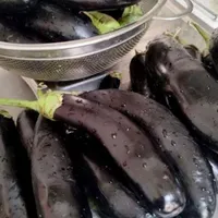 محصولات محلی وارگانیگ