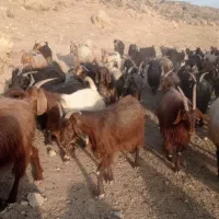 فروش گله بز کامل|حیوانات مزرعه|مرودشت, شهرک مهدیه|دیوار