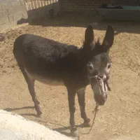 الاغ