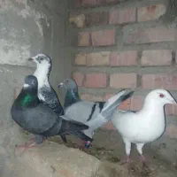 کبوتر مسافتی