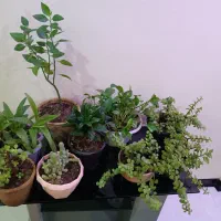 تعدادی گلدان خانگی برگ خرفه ای کامبو و|گل و گیاه طبیعی|تهران, امیریه|دیوار