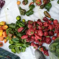 فلفل|خوردنی و آشامیدنی|نوشین شهر, |دیوار