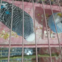 جفت مرغ عشق