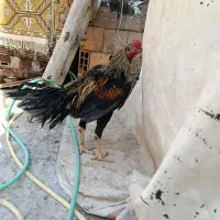 جوجه لاری زیرسال دونگ بالا|حیوانات مزرعه|قم, آزادگان|دیوار