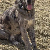 سگ گله بضمانت