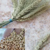 گندم خارجی