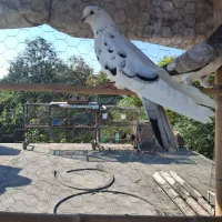 کبوتر زیبا|پرنده|ساری, |دیوار