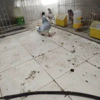 نر سبزدم سفید درجه یک