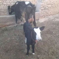 گاو شیری