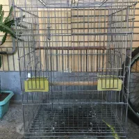 قفس و لانه طوطیسانان