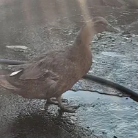 فروش دوعدد اردک یک عدد جوجه سلطان یک عدد غاز ماده|حیوانات مزرعه|یاسوج, |دیوار