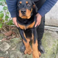 رتوایلر 4 ماهه واگذار می شود|سگ|خوشرودپی, |دیوار