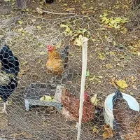 مرغ بالغ تخمگذار وخروس دورگه|حیوانات مزرعه|آشخانه, |دیوار