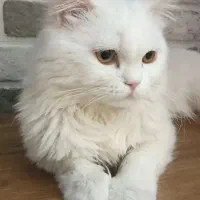 گربه پرشین دالفیس