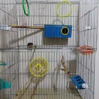 قفس پرنده(بزرگ)