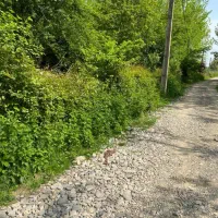 زمین مسکونی همراه ویلا|فروش زمین و ملک کلنگی|ضیابر, |دیوار