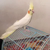 پرنده