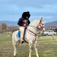 اسب کورداصیل پرخون سورای