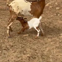 عربی بزغاله|حیوانات مزرعه|بروجرد, |دیوار