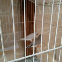 فروش فنچ لپ سیاه|پرنده|شاهین‌شهر, شهرک گلدیس|دیوار