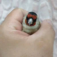 سهره نر لرستان خوش نقاب