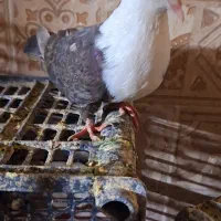 کله سفید مخملی