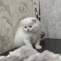 گربه اسکاتیش