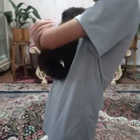 طوله سگ قدرجونی|سگ|شیراز, شهرک گلستان شمالی|دیوار