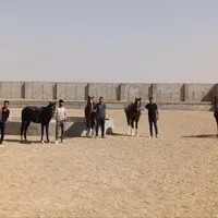 مجموعه پرورش اسب|اسب و تجهیزات اسب‌سواری|شاهین‌شهر, گرگاب|دیوار