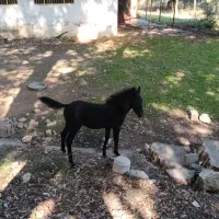 کره اسب خوشگل و آرام|اسب و تجهیزات اسبسواری|گنبد کاووس, |دیوار