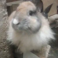 یک جفت خرگوش مولد با ۱۵ تا بچه